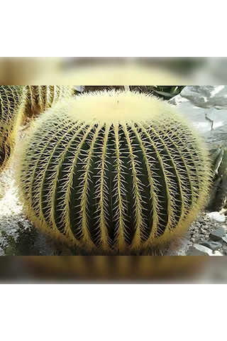 Kaktüs Altın Fıçı Kaktüsü Echinocactus Grusonii