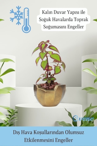 Saksı Çiçek Kaktüs Saksısı Lüx 15 Cm Gümüş Eskitme Varak Boyalı Önü Açık Desen Saksı Çiçeklik - Altın Eskitme