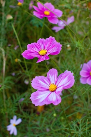 Picotee Cosmos Çiçeği Tohumu Kozmos Çiçeği