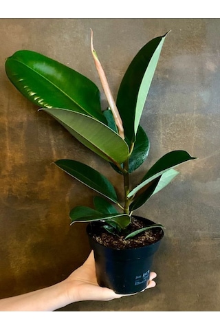 Hediyelik Mini Boy Kauçuk Çiçeği Canlı Yapraklı 20-45cm Ficus Elastica