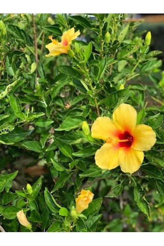Sarı Renk Japon Gülü Çiçeği Fidanı 1 Adet Saksılı 50-70cmbahçe Bitkisi Hibiscus Rose