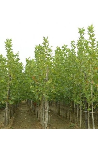 Çınar Fidanı 150-200 Cm Tüplü