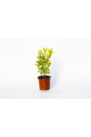Gold Taflan Euonymus Japonica Aurea Sarı Çit Bitkisi 2 Li Dikim