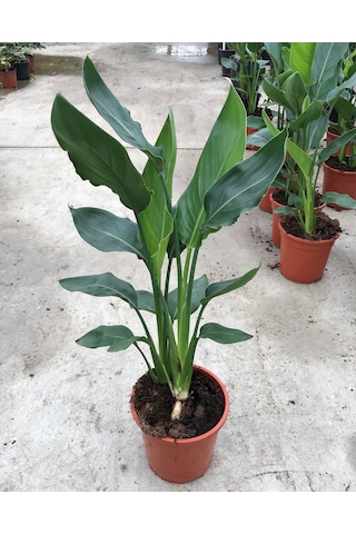 Strelitzia Reginae - Starliçya Cennet Kuşu - Ev Ve Ofis Bitkisi Strelitzia Reginae - Starliçya Cennet Kuşu - Ev Ve Ofis Bitkisi