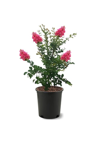 Oya Ağacı Pembe Renk 1 Adet Saksılı/tüplü 30-60cm Dış Mekan Bitkisi