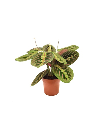Maranta Leuconeura (Dua Çiçeği) Ø12 CM Y25-30 CM