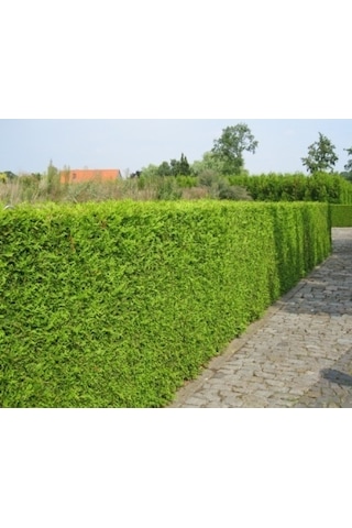 Çit Mazı Tohumu 1000 Adet Mazı Tohumu Çit Mazı Tohumları