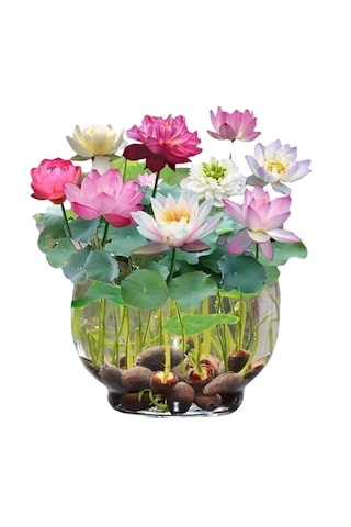 10 Adet Tohum Nadir Karışık Renkli Kase Lotus Çiçeği Tohumu Orga