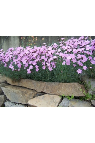 Dianthus Kır Pembesi Çiçeği Tohumu 50 Adet