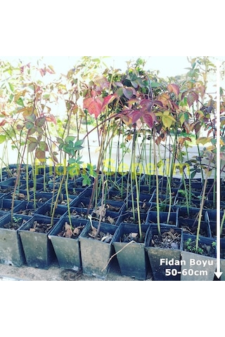 5 Adet Dikensiz Jumbo Böğürtlen Fidanı Paketi