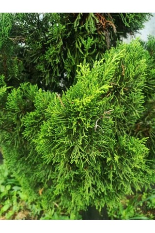 Videolu Ithal Limon Servi Çam Fidanı 1 Adet Saksılı/ Tüplü 30-50cm Cupressus Macrocarpa Goldcrest
