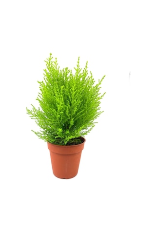 Videolu Salon Çamı Limoni Servi 30-40 Cm Saksılı Tüplü Dış Mekan Ağaçları Lemon-scented Pine