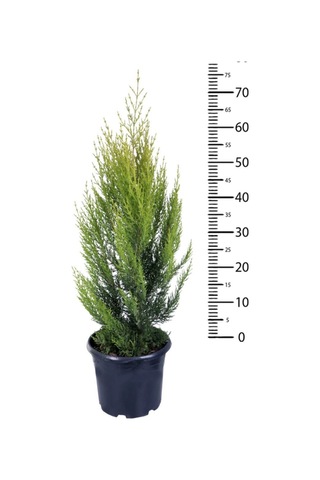 Videolu Salon Çamı Limoni Servi 30-70 Cm Saksılı Tüplü Dış Mekan Ağaçları Lemon-scented Pine