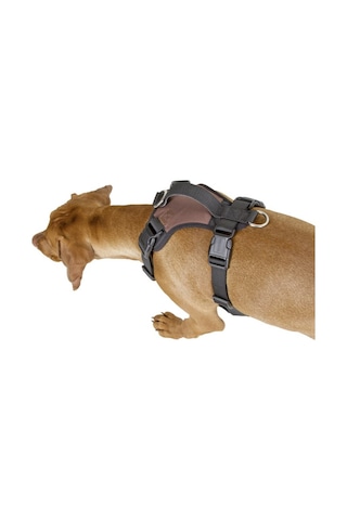 Köpek Gövde Tasması Pulsive Boyun 62-85cm - Göğüs 72-96cm Kahverengi