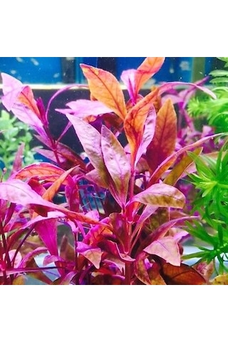 Alternanthera Sessilis Akvaryum Bitkisi Canlı Bitki 5 Dal