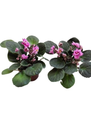 2 Adet Katmerli Afrika Menekşesi Yerli Üretim Pembe Renk