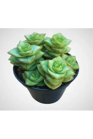 Serada Decor Plant Crassula Perforata 5.5mini Sukulent Saksısında Dolgun Formlu Teraryum Ve Sukulent