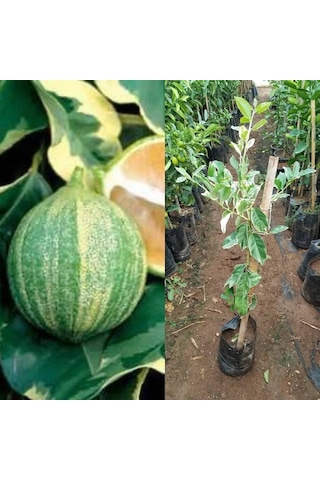 4 Yaş Aşılı Tropikal Alacalı Limon Fidanı. Torbada