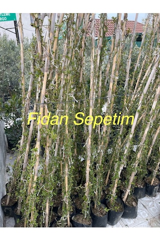 3 Yaş Koyu Pembe Renkli Ponpon Sarmaşık Gül Fidanı