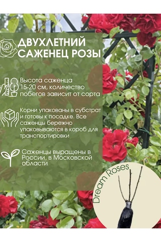 Dream Roses Amadeus Gül Fides 209850836
