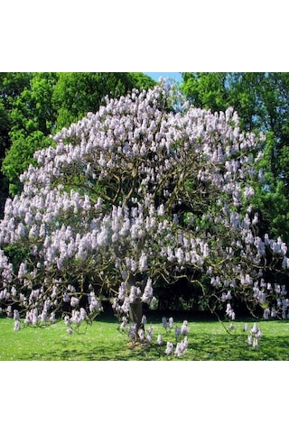 Yoğun Kokulu Beyaz Çiçekli Paulownia Fortunei Tohumu 5000 Tohum