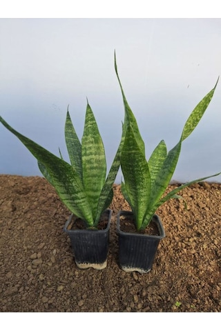 Videolu Kılıç Çiçeği 20 30 Cm 2 Adet Saksılı İç Mekan Bitkisi Gladiolus