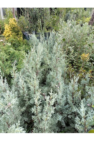 Yeşil Deniz Fidancılık Arizona Mavi Servi Fidanı 50-100 Cm