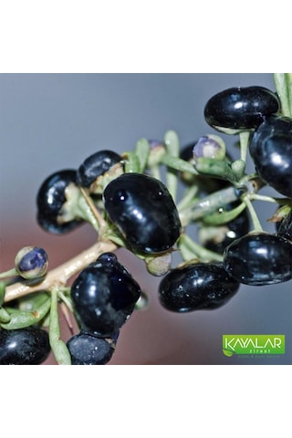 Siyah Goji Berry Fidanı