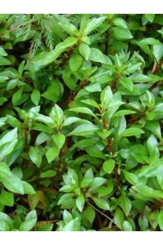 Ayrex Ludwigia Green 5 Dal Kusursuz Form Akvaryum Bitkisi Canlı Bitki