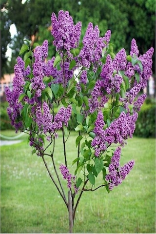 Leylak Fidanı 2 Adet Syringa Chinensis 50-100 Cm
