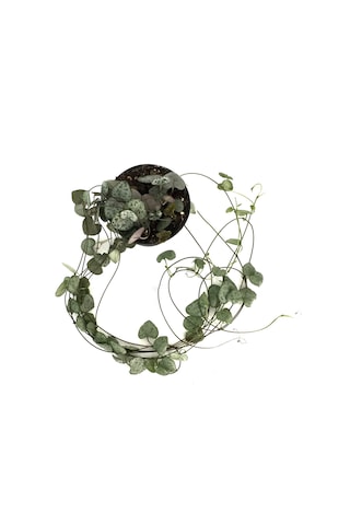 Ceropegia Woodii (Kalp Kalbe Karşı Çiçeği) Ø8,5 CM Y10-15 CM