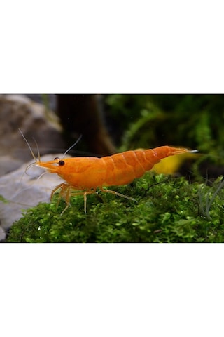 Turuncu Sakura Karides 5 Adet 1-2 Cm