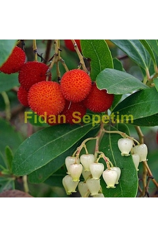 3 Yaş Kocayemiş Dağ Çileği Fidanı