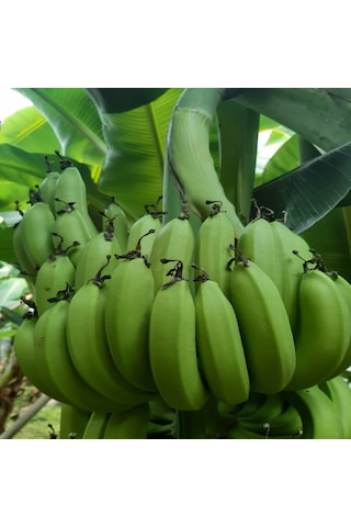 Dalından Yeşil Doğal Anamur Muzu 10 Kg