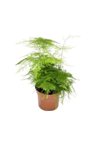 Deve Tabanı 40-55cm -sarı Kılıç 15-30cm -aleovera 15-25cm -tül Kuşkonmaz 15-25cm