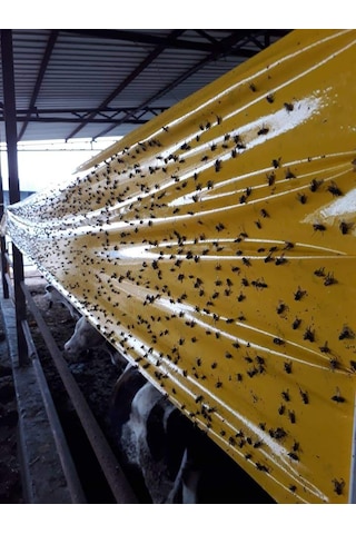 Karasinek Tuzagı Sinbant Ahırlar Çiftlikler Vs Için 30Cmx5O Metre