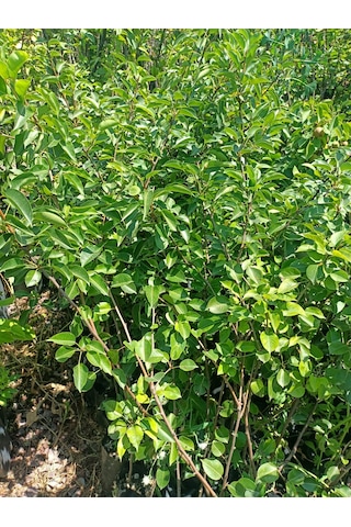 Yeşil Deniz Fidancılık Tüplü Williams Armut Fidanı 100-150 Cm