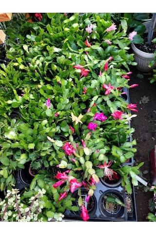 Pembe Renk Yılbaşı Çiçeği 1 Adet 10-15cm Pink Schlumbergera