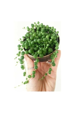 Serada Decor Plant Tesbih Çiçeği