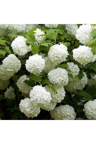 Göz Alıcı Beyaz Çiçekler: Çınar Kartopu Fidanı