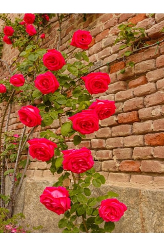 Videolu Sarmaşık Gül Kırmızı Renkli 30 60 Cm 3 Adet Tüplü Aşılı Gül Red Rose