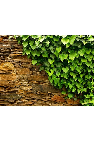 Hedera Helix – Orman Sarmaşığı 50 – 100 cm 3 Adet