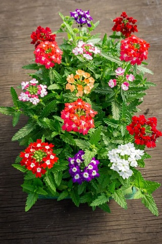 Mine Çiçeği 5 Adet Saksılı - Verbena Yer Minesi