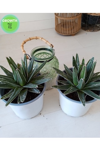 Agave Reginae-kraliçe Victoria Kaktüsü 1 Adet