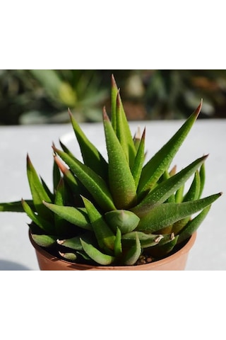 Haworthia Rigida 10 Adet