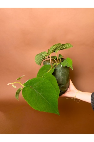 Erkek Kivi Actinidia Deliciosa 16 Cm Tozlayıcı Fidan