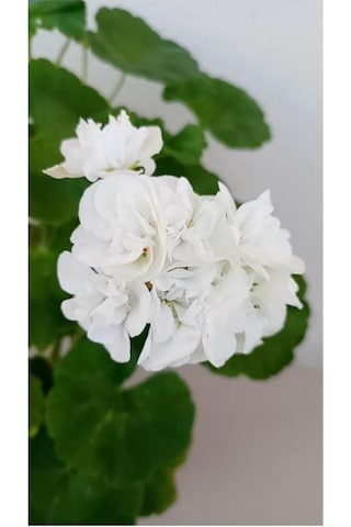 Pamuk Beyaz Sardünya Fidesi 10-20 Cm