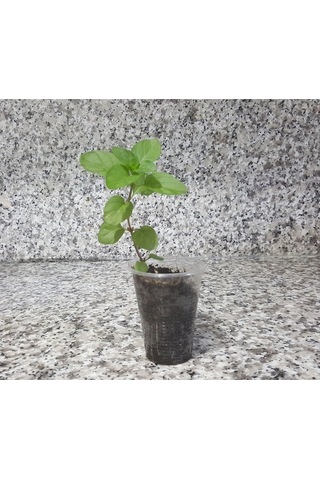 Fas Nanesi Fidesi Mentha Spicata Marokko Meşhur Fas Çayında Kullanılan Nane Balkon Saksı Için