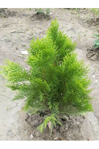 Videolu Bodur Leylandi Fidanı 20 35 Cm 1 Adet Saksılı Cupressoyparis Leylandii Blue Jeans