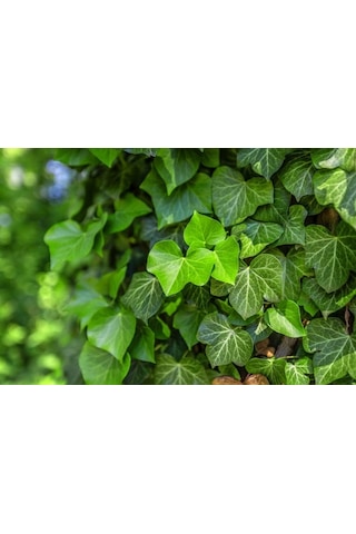 Hedera Helix – Orman Sarmaşığı 50 – 100 cm 3 Adet